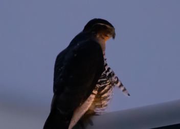 Return of the Nighthawk: Now It’s Official