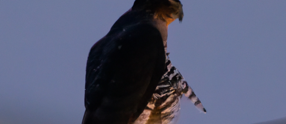 Return of the Nighthawk: Now It’s Official